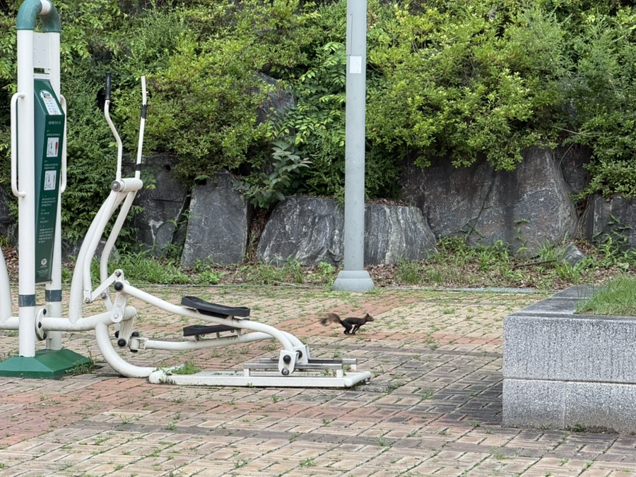 화성시 레스피아 공원 청설모